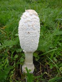 Coprinus comatus image