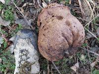 Calvatia craniiformis image