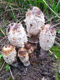 Coprinus comatus image