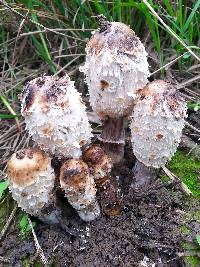 Coprinus comatus image