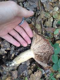 Lactarius argillaceifolius image