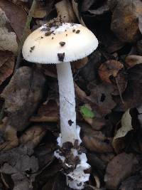 Amanita velosa image