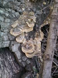 Trametes versicolor image