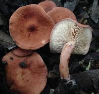 Lactarius rubidus image