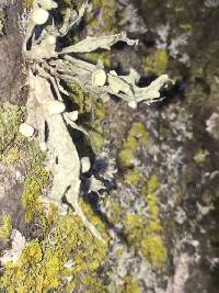 Ramalina leptocarpha image