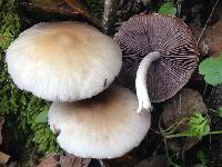 Psathyrella candolleana image