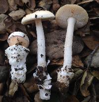 Amanita velosa image