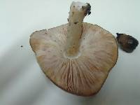 Pluteus cervinus image