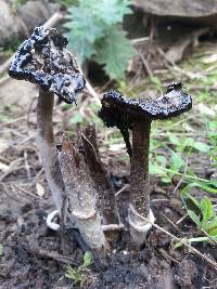 Coprinus comatus image