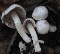 Inocybe geophylla image