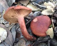 Lactarius rufulus image