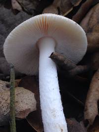 Amanita velosa image