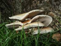 Agrocybe parasitica image