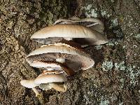 Agrocybe parasitica image