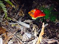 Hygrocybe punicea image