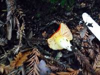 Hygrocybe punicea image