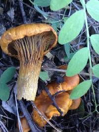 Omphalotus olivascens image