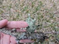 Ramalina complanata image