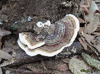 Trametes versicolor image