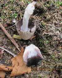 Coprinopsis atramentaria image