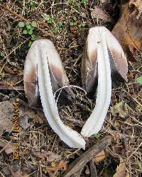 Coprinopsis atramentaria image