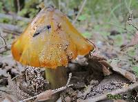 Hygrocybe conica image