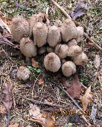 Coprinopsis atramentaria image