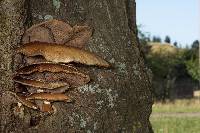 Agrocybe parasitica image