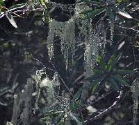 Ramalina menziesii image