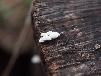 Schizophyllum commune image