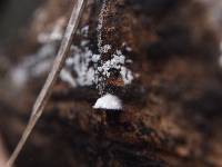 Schizophyllum commune image