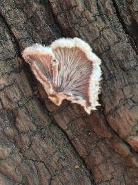 Schizophyllum commune image