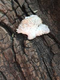 Schizophyllum commune image