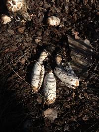 Coprinus comatus image