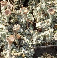 Cladonia chlorophaea image