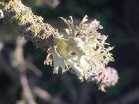 Ramalina canariensis image