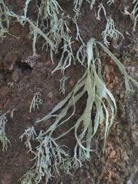 Ramalina farinacea image