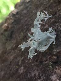 Ramalina canariensis image