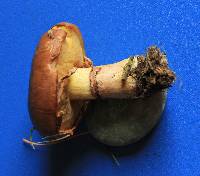 Suillus luteus image