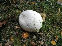 Calvatia gigantea image