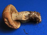 Leccinum scabrum image