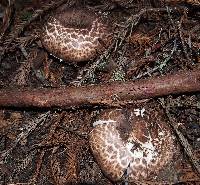 Agaricus subrutilescens image