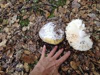 Amanita velosa image