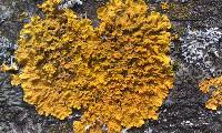 Xanthoria parietina var. parietina image