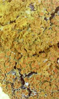 Xanthoria parietina var. parietina image