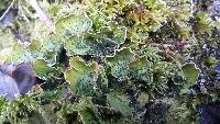 Image of Peltigera britannica