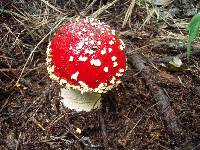 Amanita muscaria image