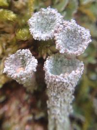 Cladonia fimbriata image