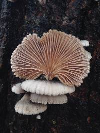 Schizophyllum commune image