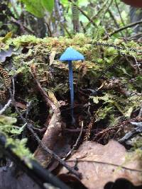 Entoloma hochstetteri image